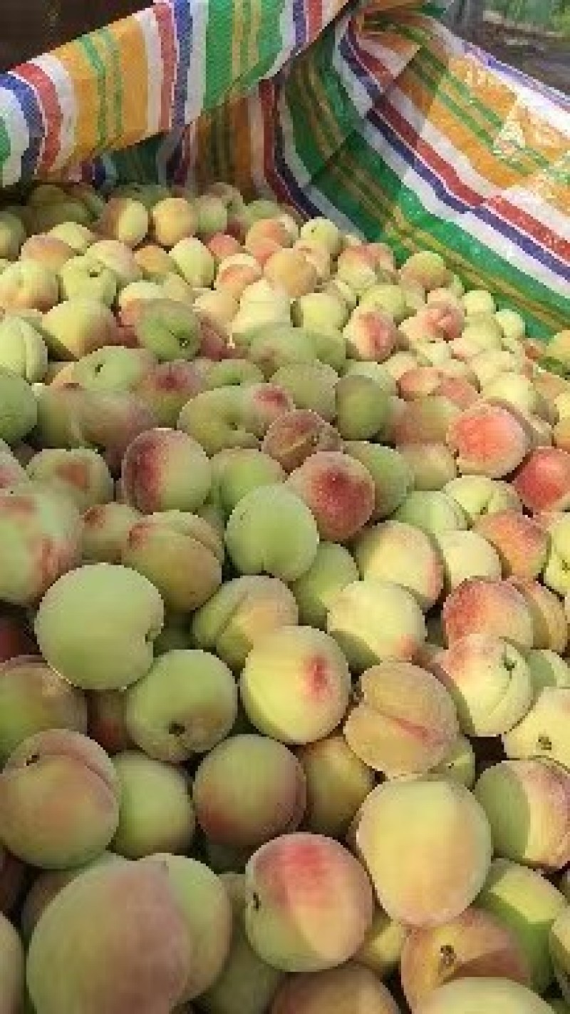 春蜜桃春丽春雪大个头水蜜桃大量上市，个大味甜皮红靓
