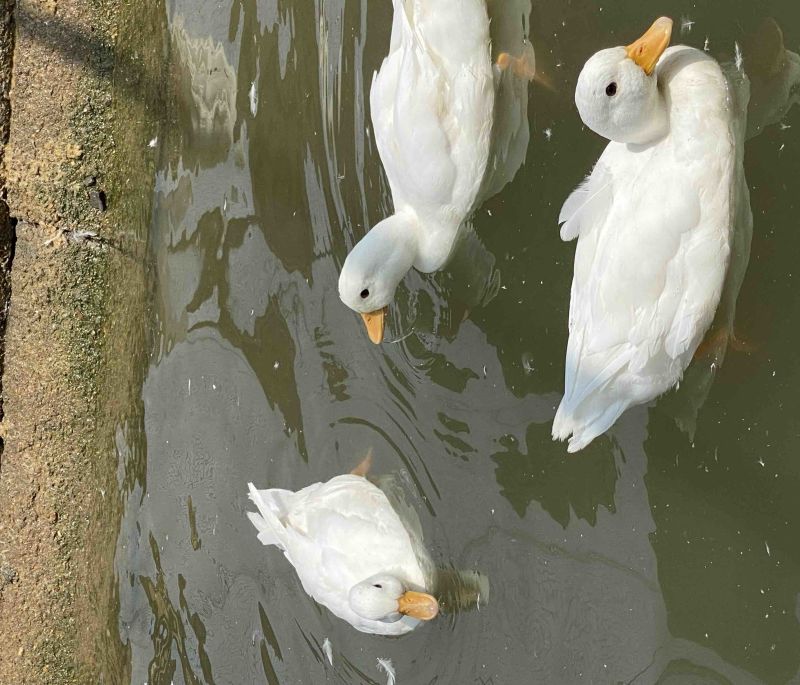宠物级柯尔鸭