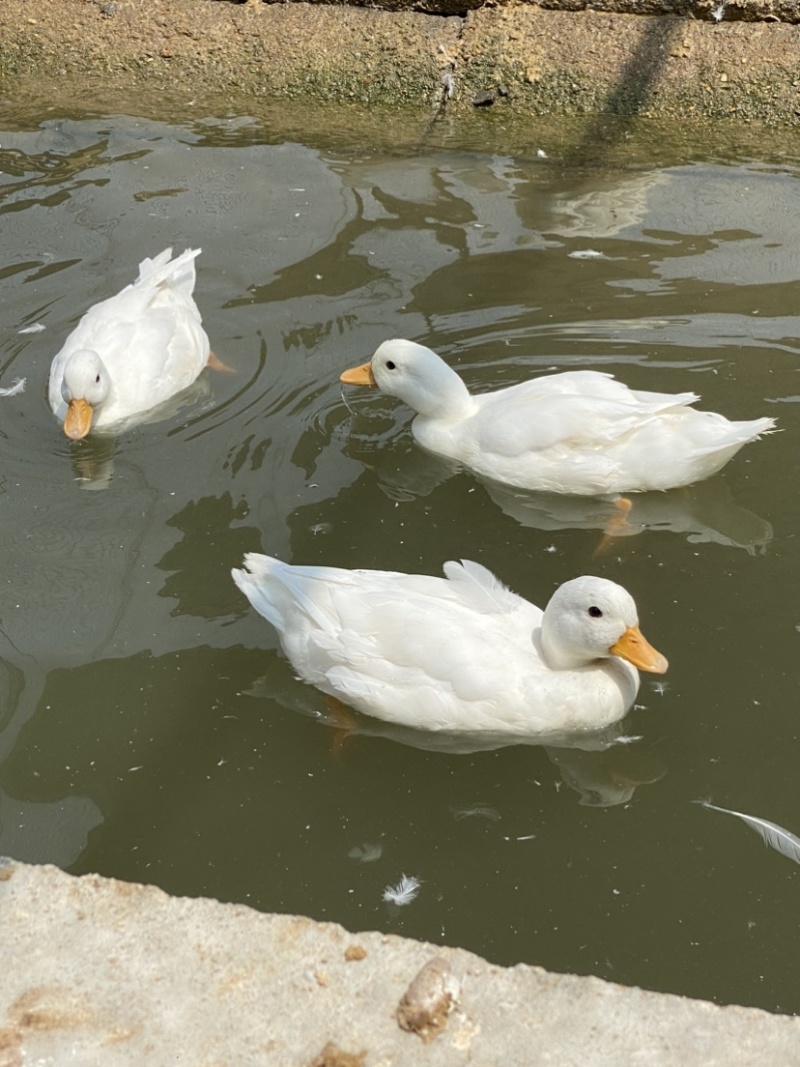 宠物级柯尔鸭