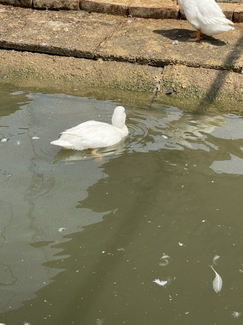 宠物级柯尔鸭