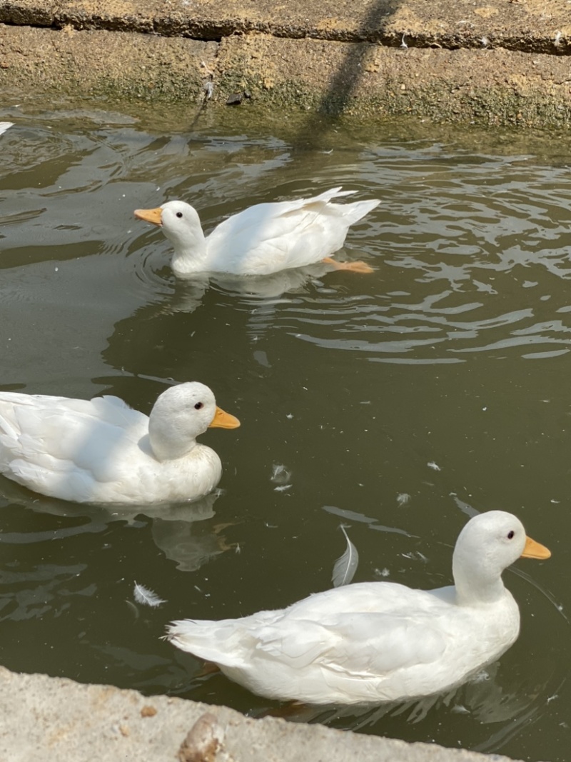 宠物级柯尔鸭