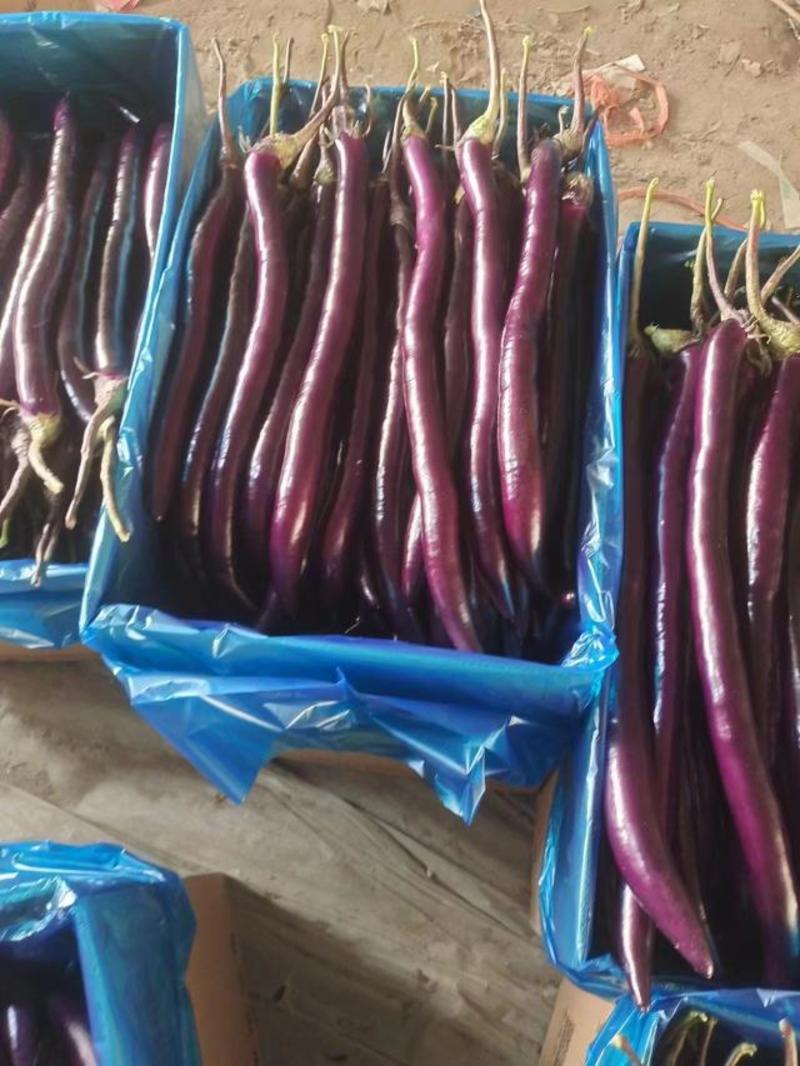 精品线茄大量上市紫皮茄子基地直发欢迎客商电联