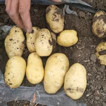 【精品】土豆荷兰十五土豆规格品类齐全，大量供应，欢迎致电
