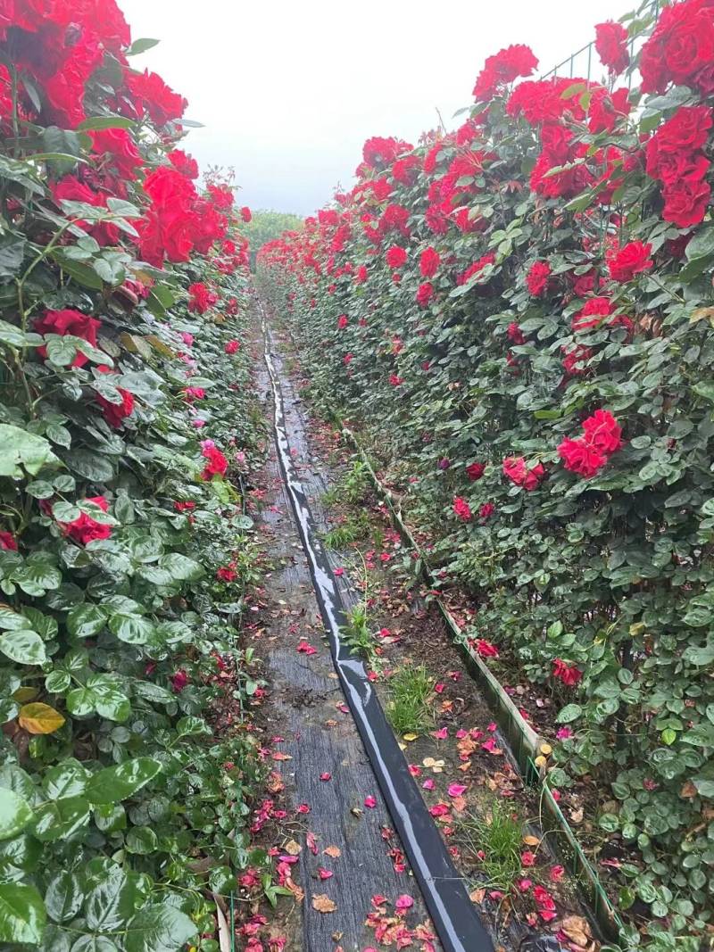 月季网片月季花墙爬墙蔷薇2米高藤本月季爬藤蔷薇