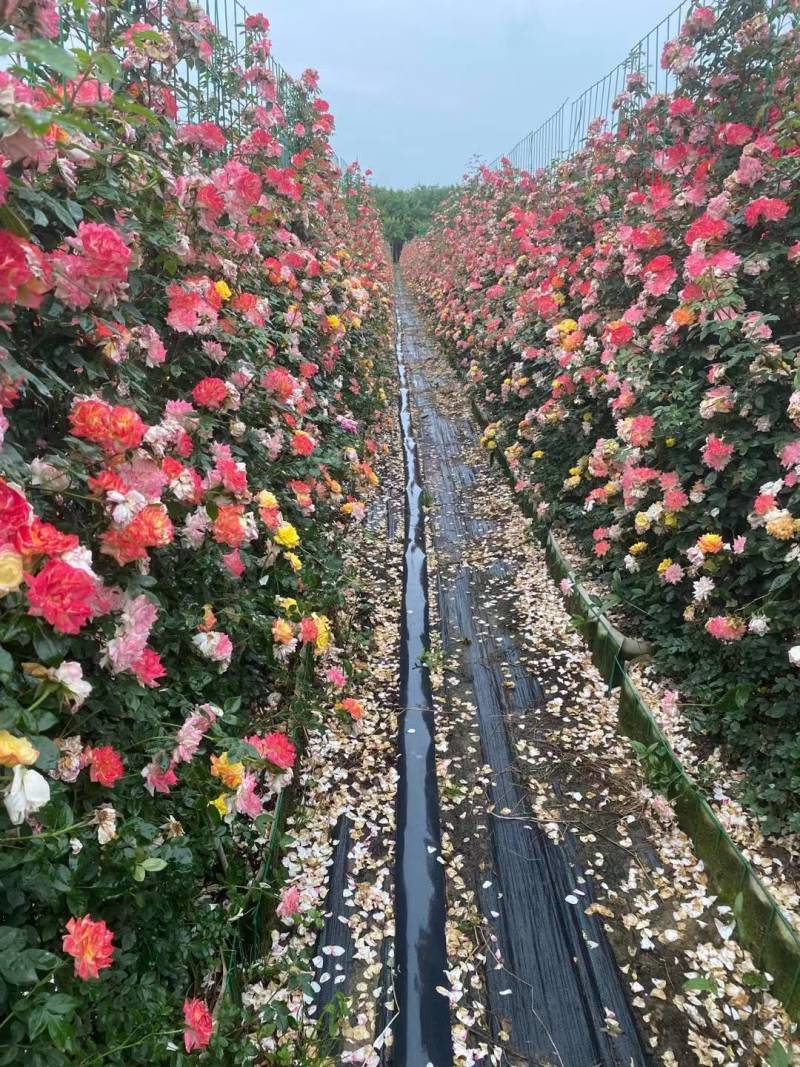 月季网片月季花墙爬墙蔷薇2米高藤本月季爬藤蔷薇