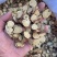 甘草大片野生新疆甘肃特产中药材无硫甘草片手工切片10g克