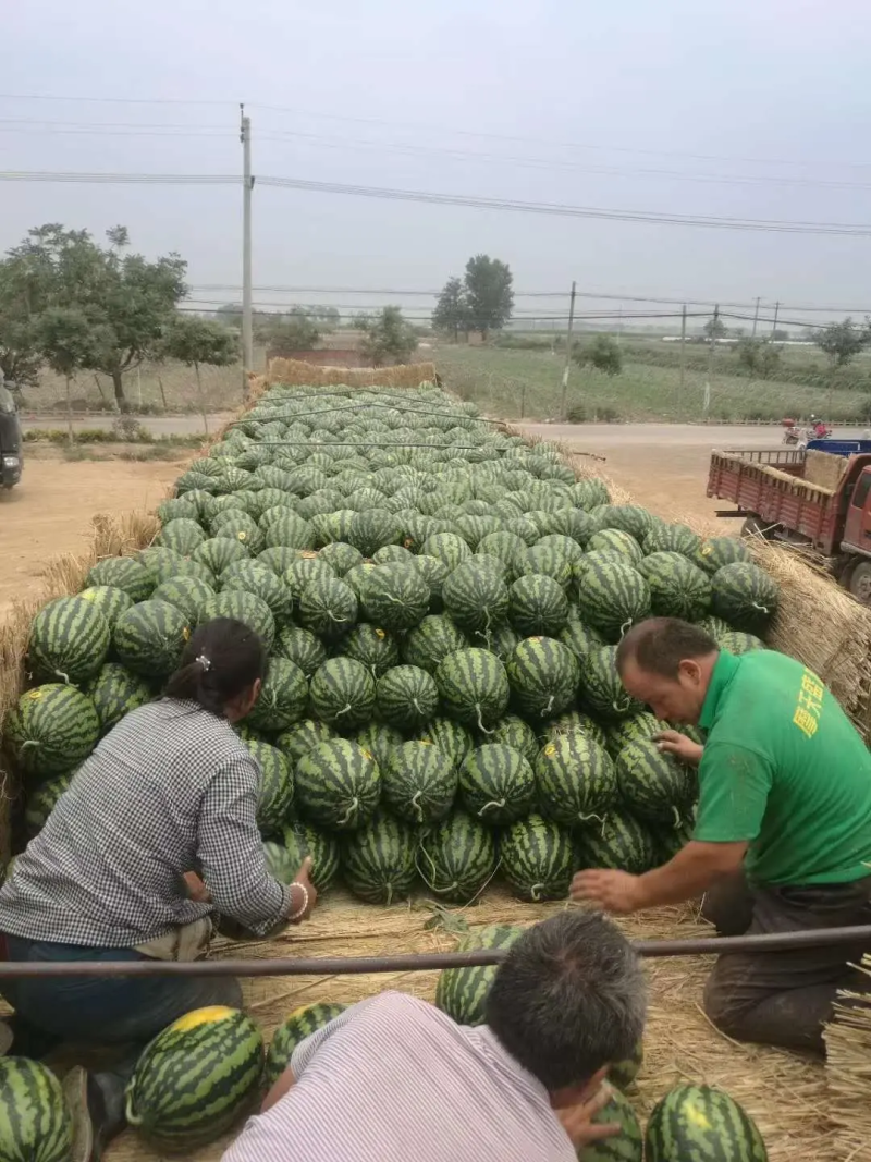 甜王西瓜/陕西甜王西瓜一手货源商超电商供货代收代发全国