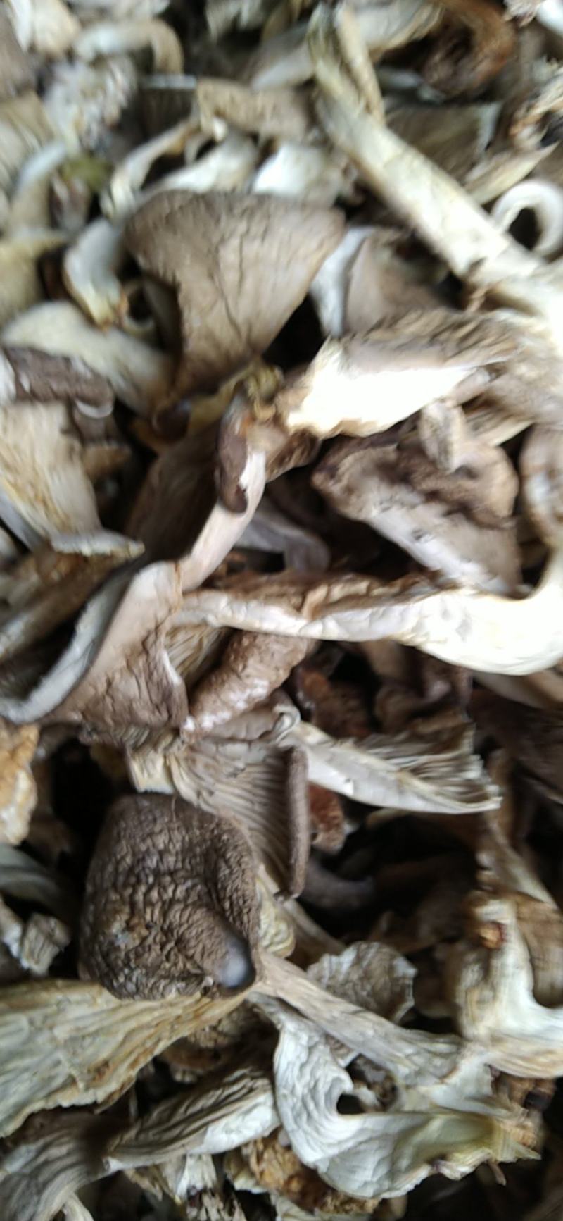 河北基地生产，平菇颜色白，灰两种，量大出售。