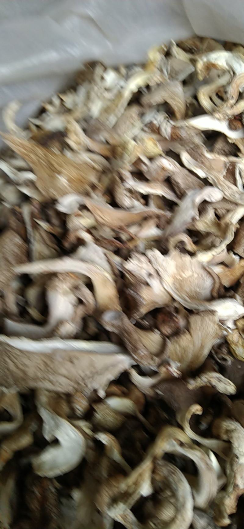 河北基地生产，平菇颜色白，灰两种，量大出售。