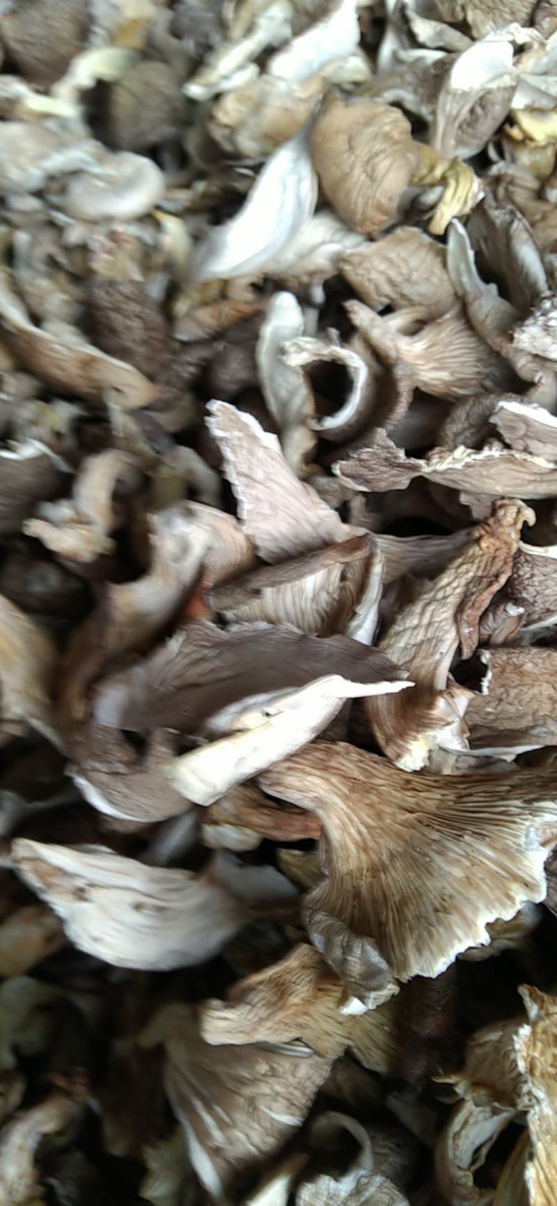 河北基地生产，平菇颜色白，灰两种，量大出售。