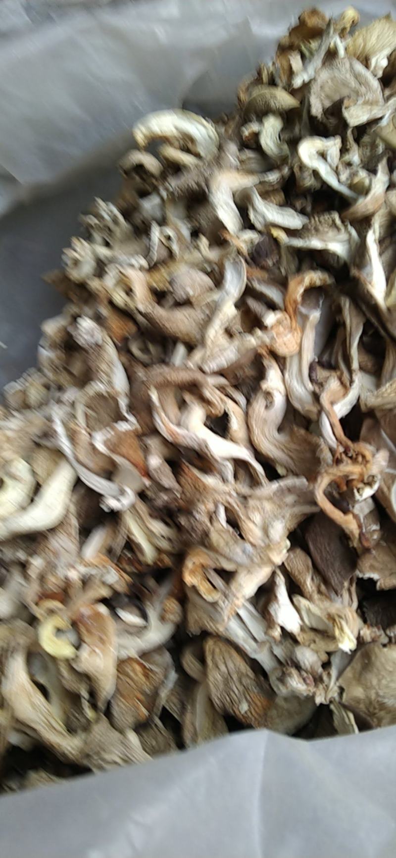 河北基地生产，平菇颜色白，灰两种，量大出售。