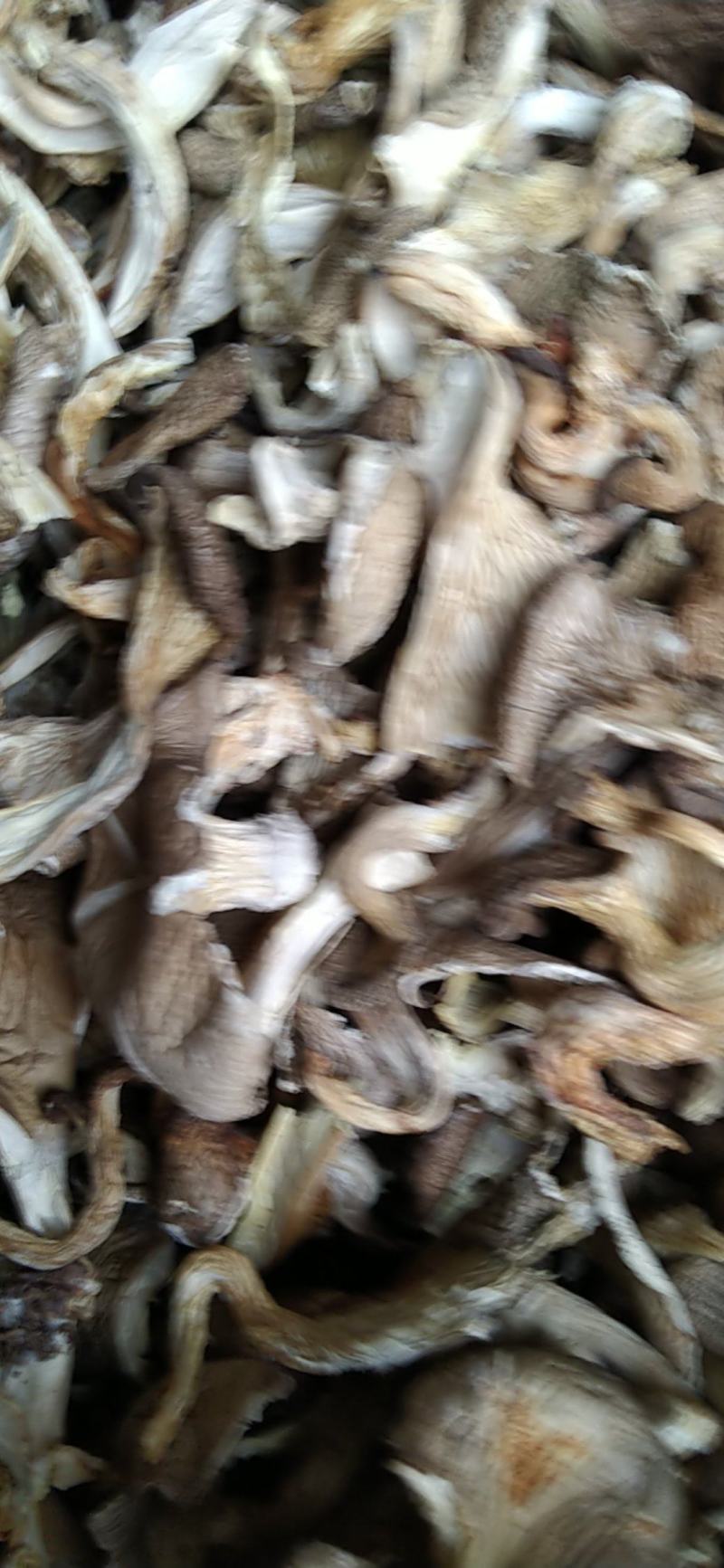 河北基地生产，平菇颜色白，灰两种，量大出售。