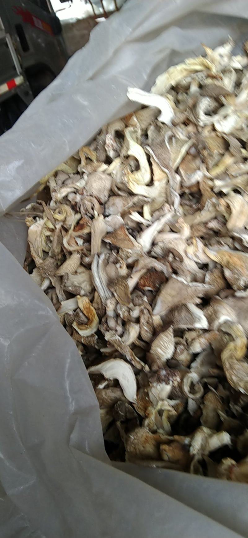 河北基地生产，平菇颜色白，灰两种，量大出售。