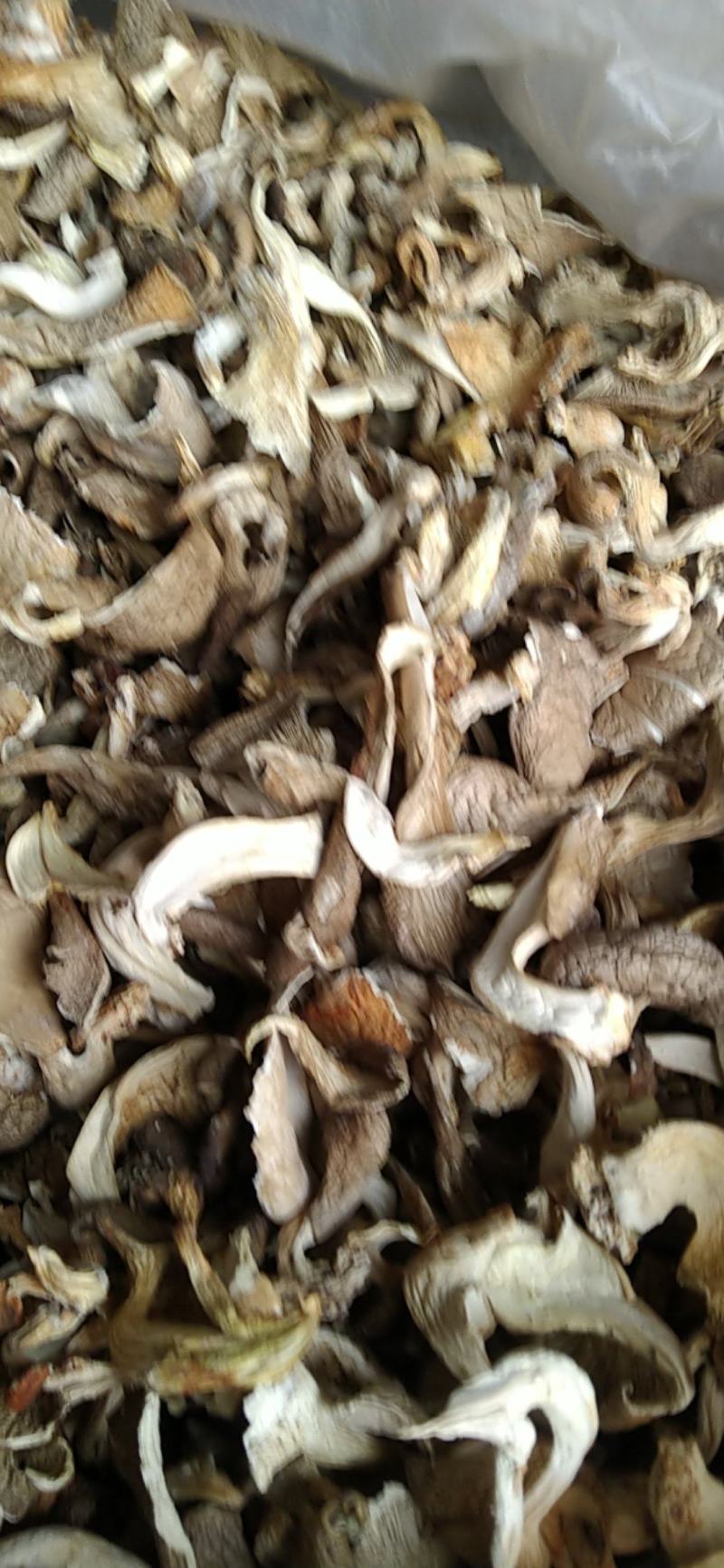 河北基地生产，平菇颜色白，灰两种，量大出售。