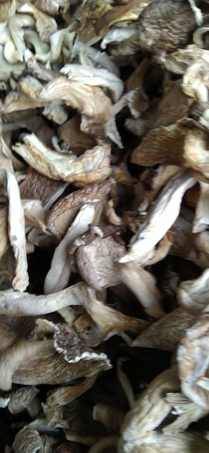 河北基地生产，平菇颜色白，灰两种，量大出售。