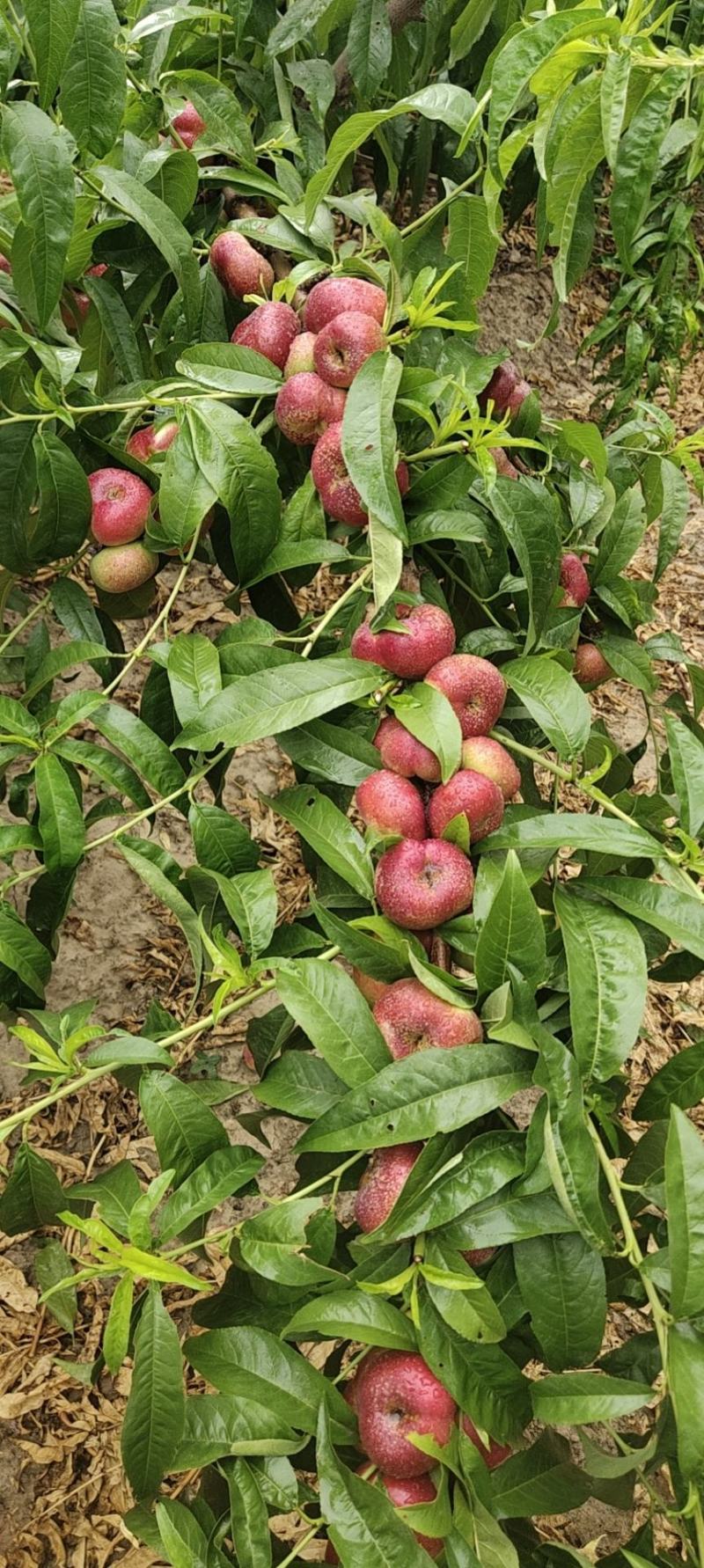 油蟠桃