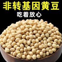 东北古老小黄老品种打豆浆发豆芽非转基因黄金
