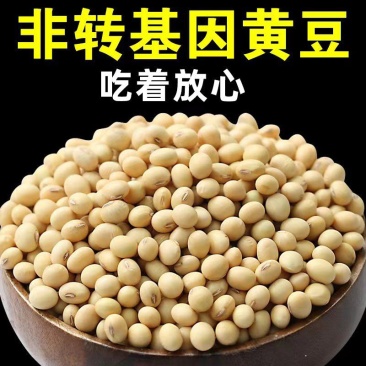 东北古老小黄老品种打豆浆发豆芽非转基因黄金