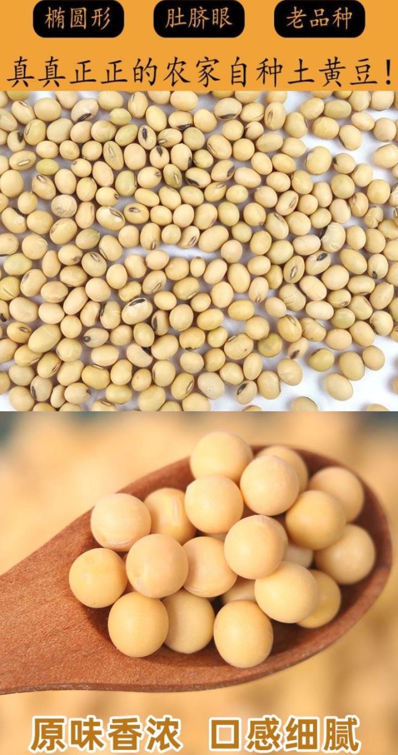 东北古老小黄老品种打豆浆发豆芽非转基因黄金