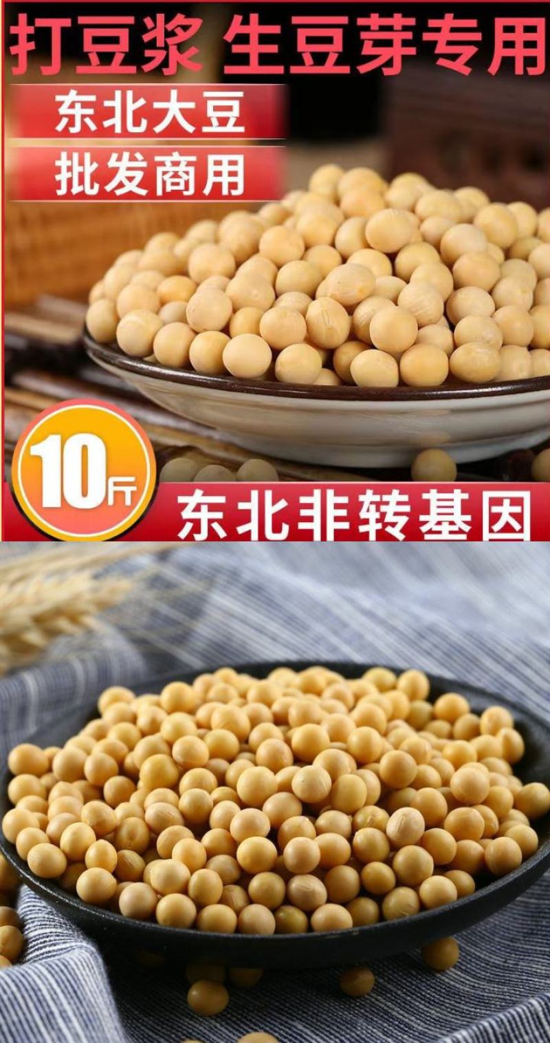 东北古老小黄老品种打豆浆发豆芽非转基因黄金