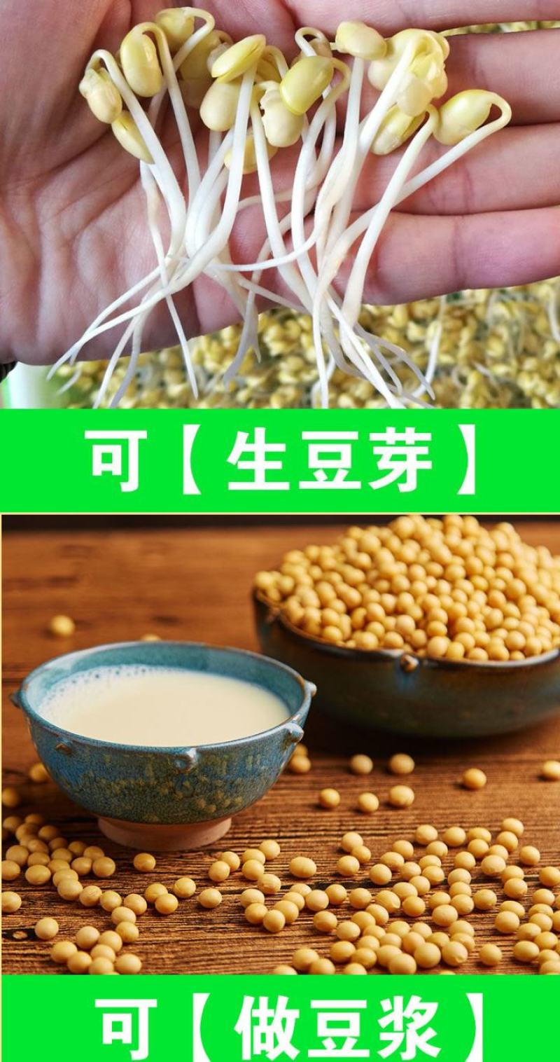 东北古老小黄老品种打豆浆发豆芽非转基因黄金