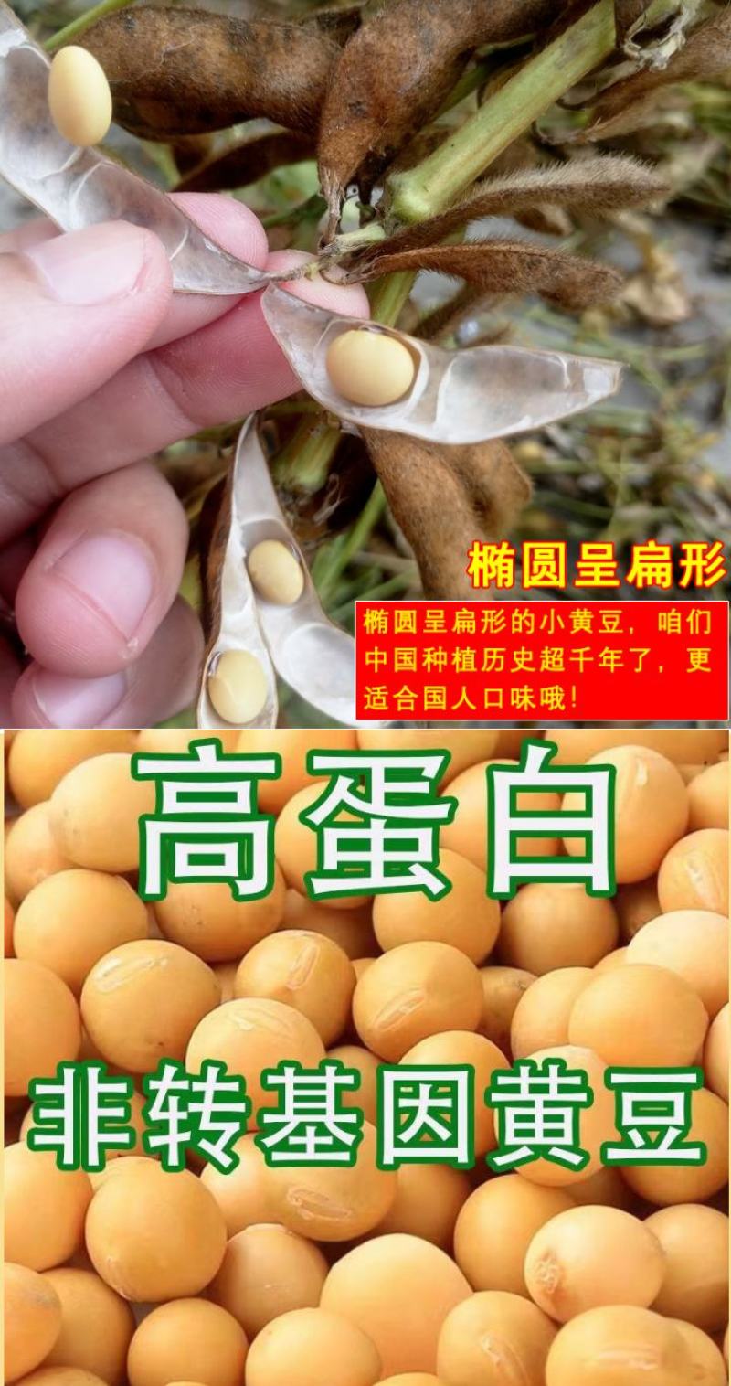 东北古老小黄老品种打豆浆发豆芽非转基因黄金
