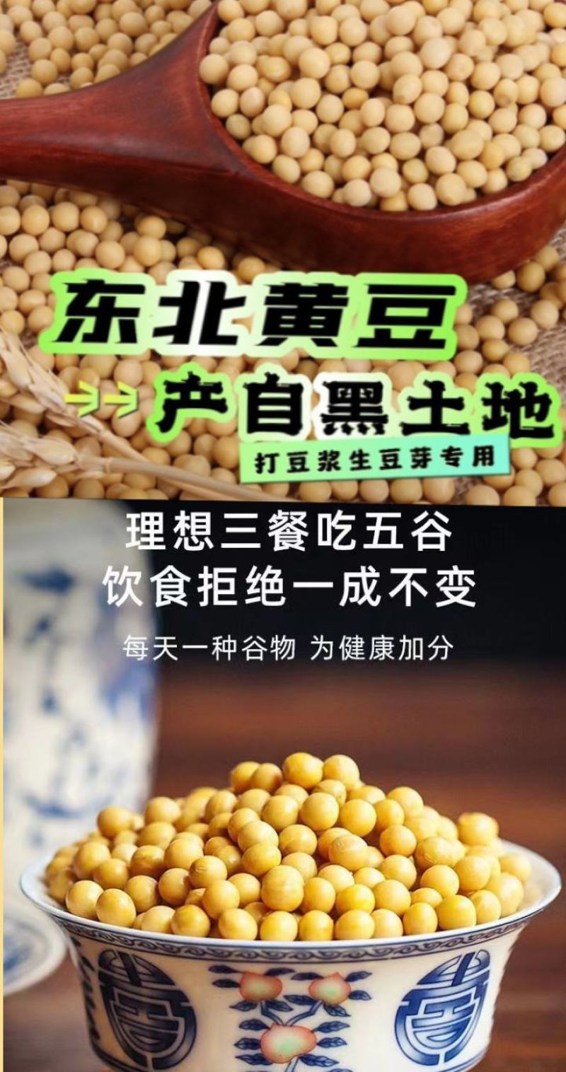 东北古老小黄老品种打豆浆发豆芽非转基因黄金