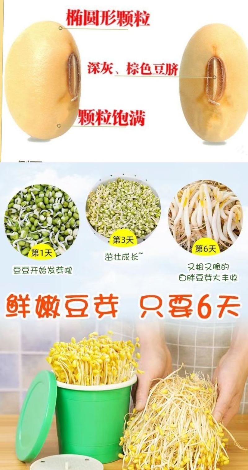 东北古老小黄老品种打豆浆发豆芽非转基因黄金