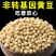 东北古老小黄老品种打豆浆发豆芽非转基因黄金