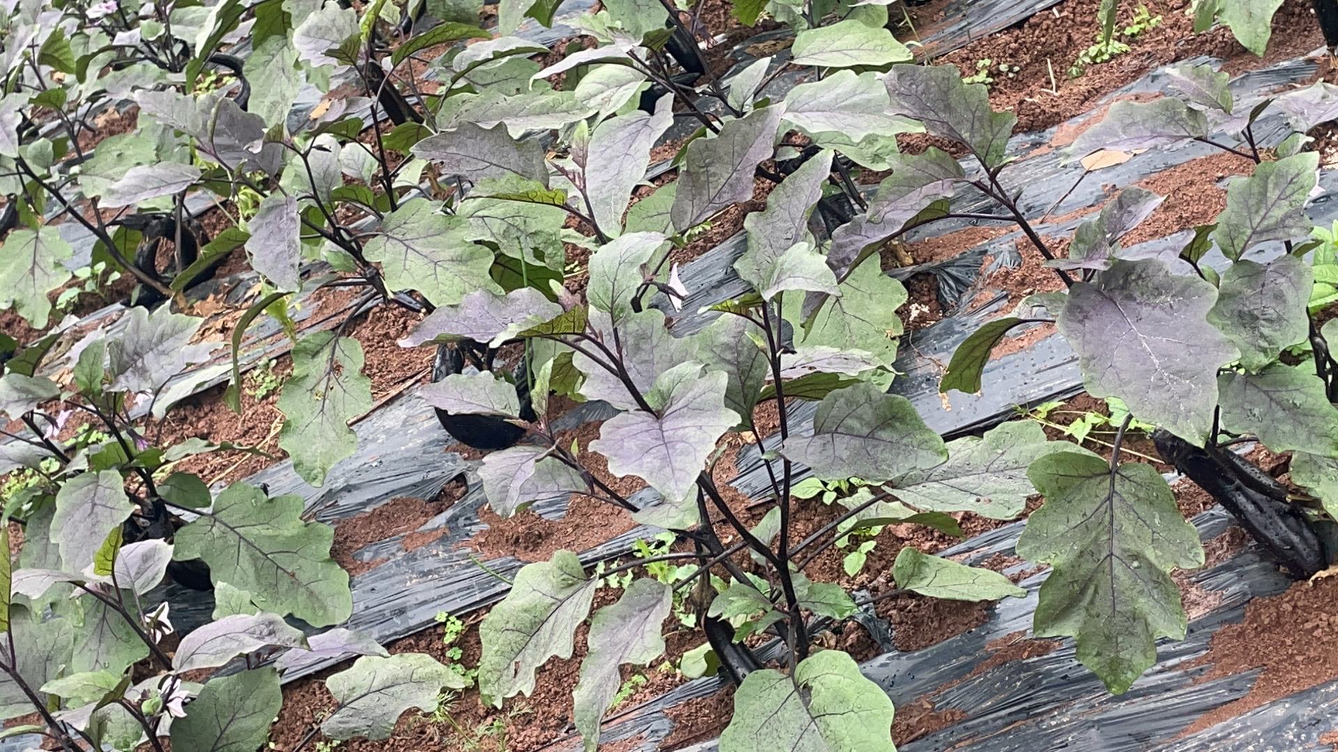 地茄子植株与果实特写