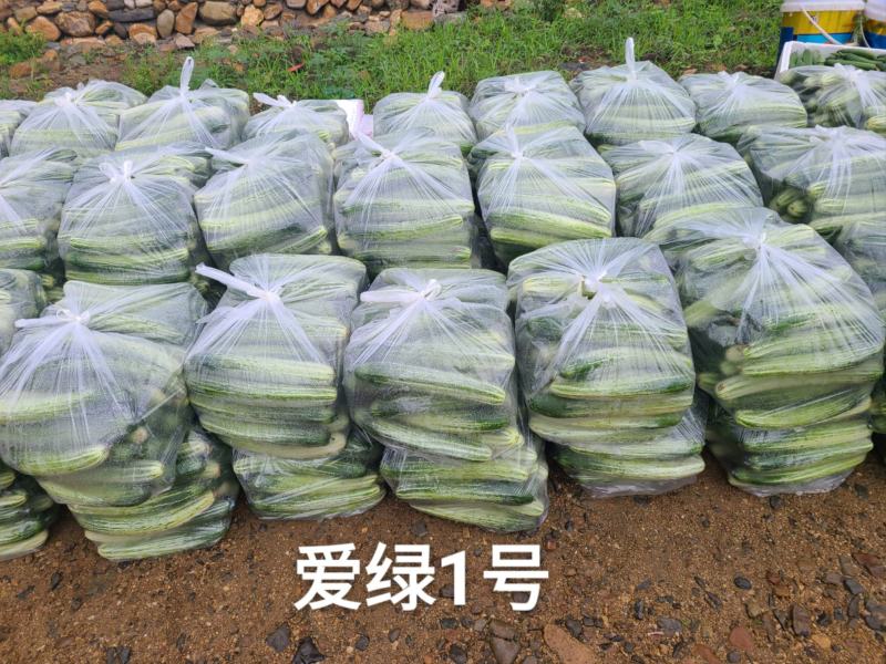 一代交配，赣州国盛种子出品，爱绿1号黄瓜种子