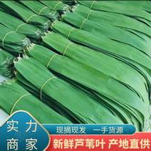 安徽芦苇叶粽叶新品，规格齐全，产地直供一手货源，量大