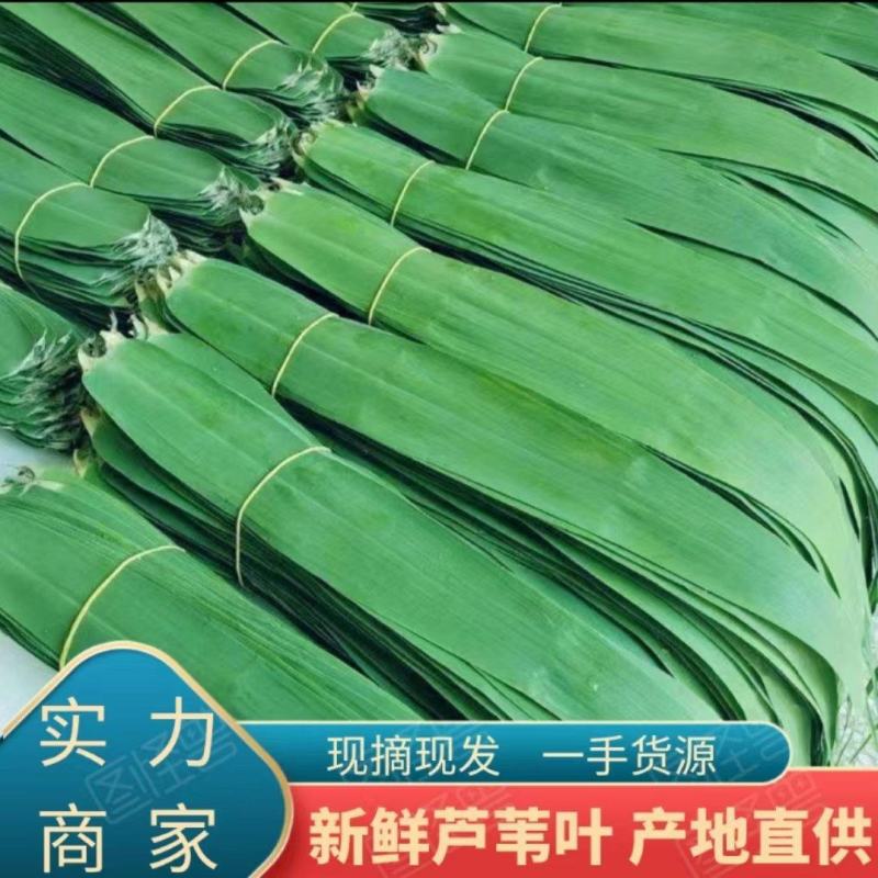 安徽芦苇叶粽叶新品，规格齐全，产地直供一手货源，