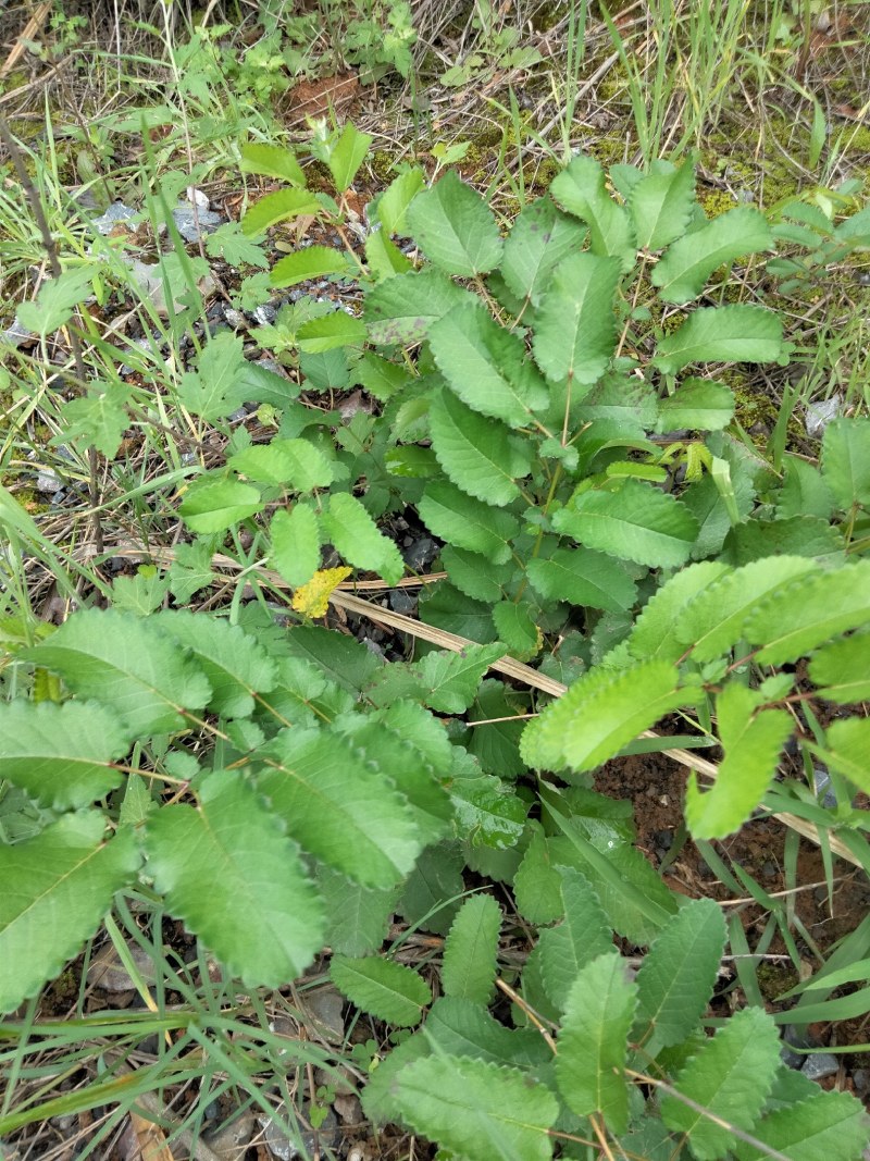 野生地榆，地榆干货，切片地榆