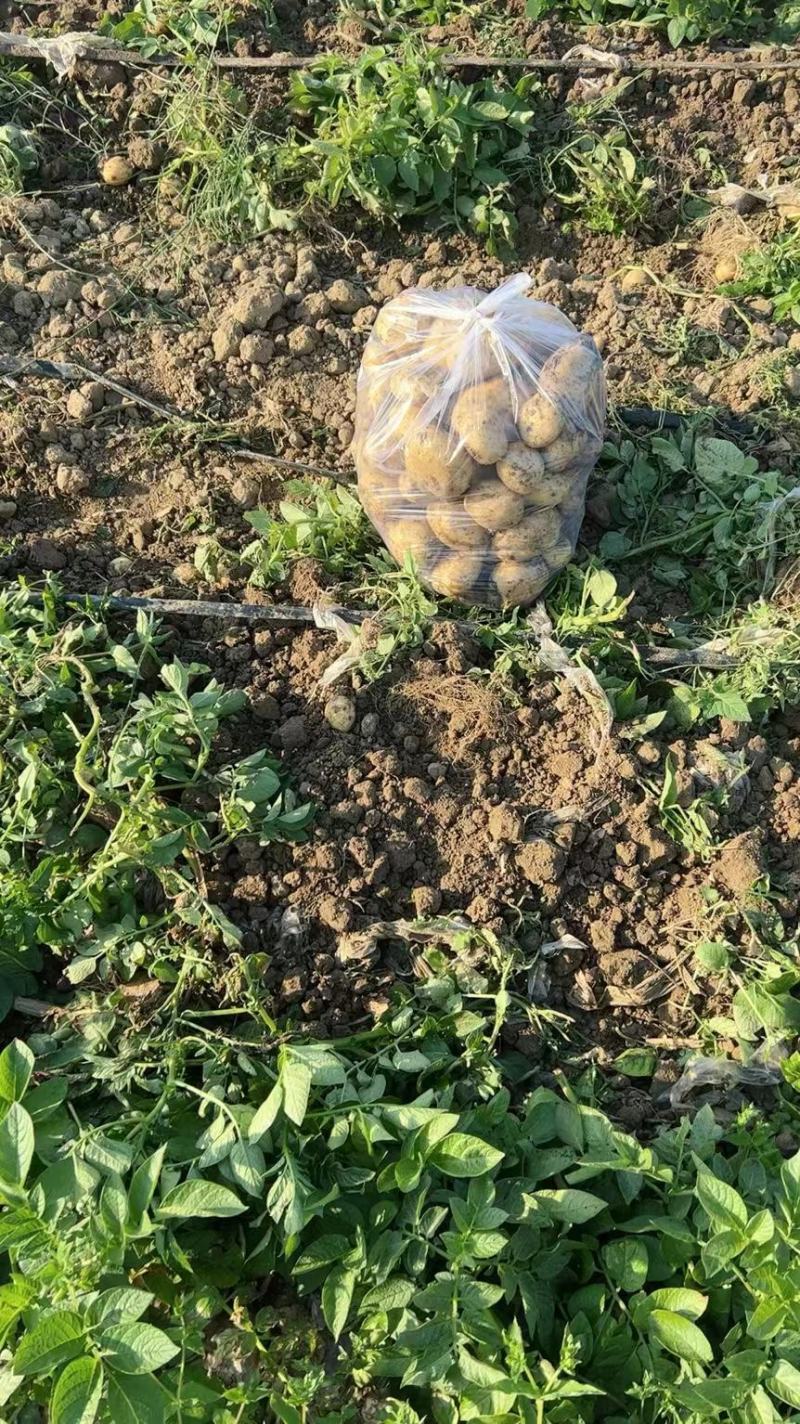 提供各种大西洋中薯沃土各种包装，欢迎到产地采购合作