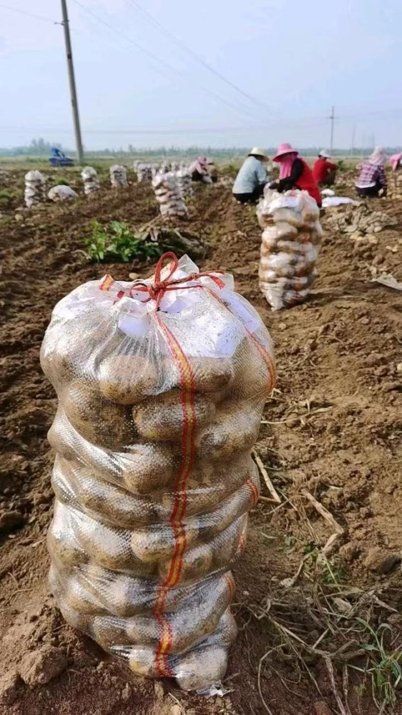 提供各种大西洋中薯沃土各种包装，欢迎到产地采购合作