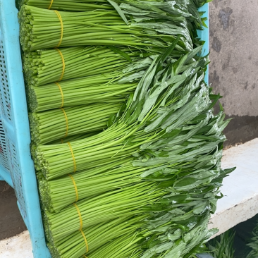 头刀特级空心菜