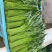 头刀特级空心菜