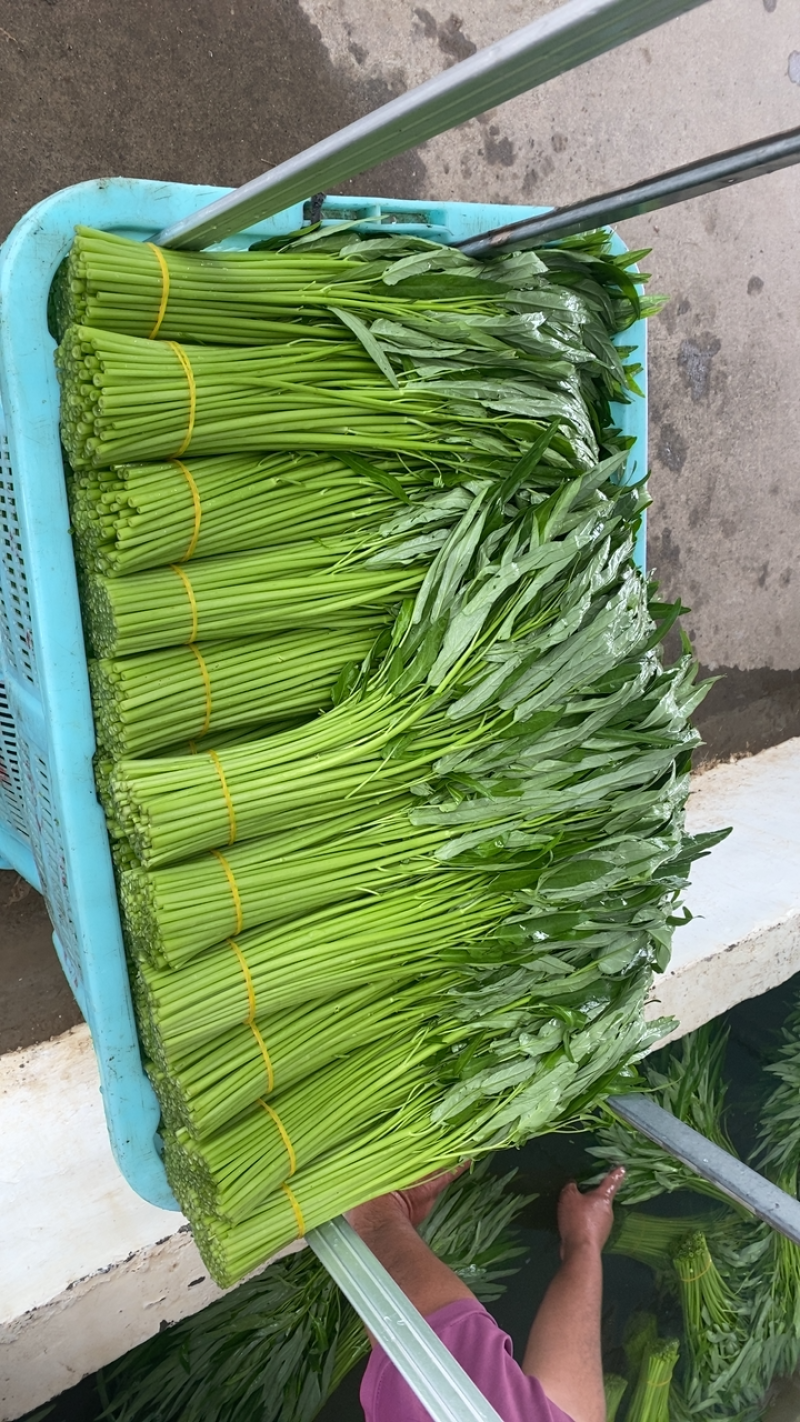 头刀特级空心菜