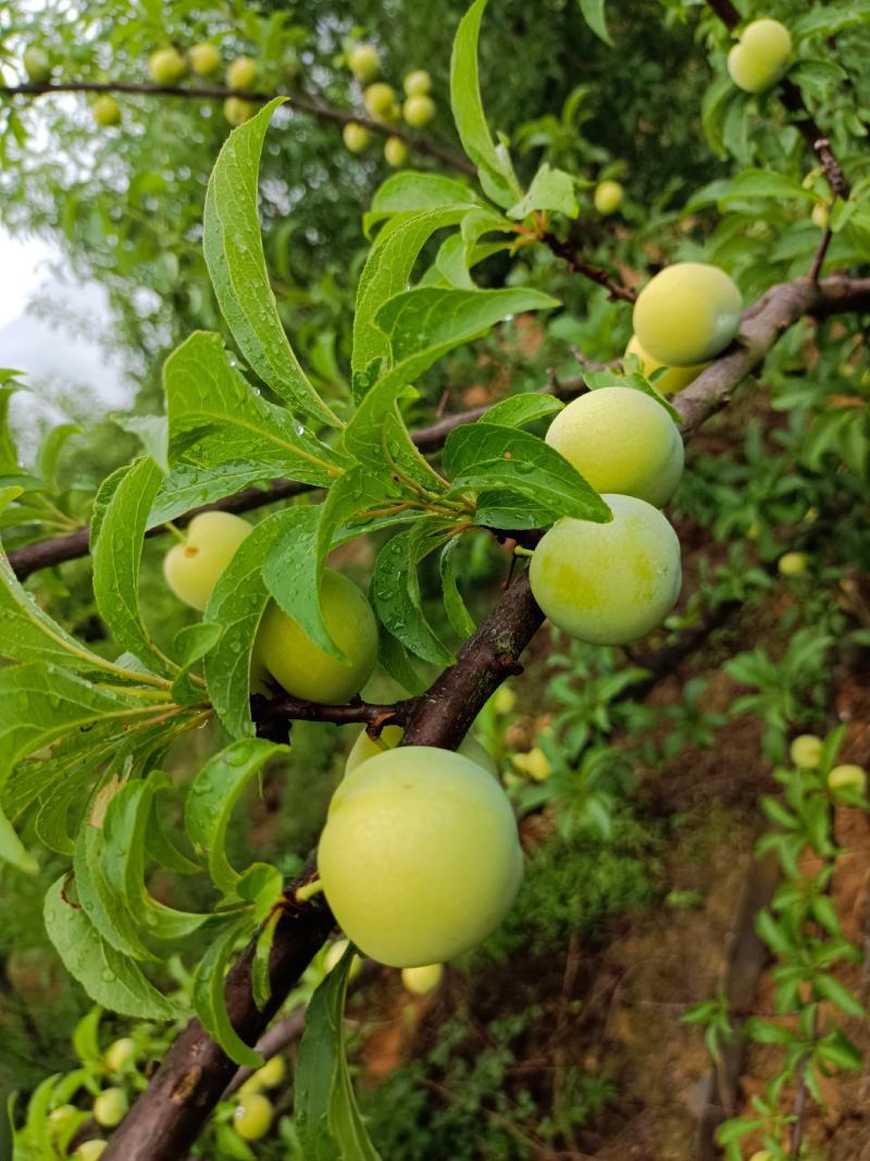 脱骨青脆李