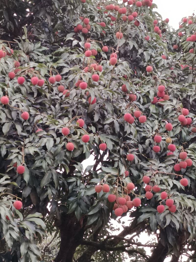 白糖罂荔枝广东省茂名市电白区可产地一手货源现大量上市中