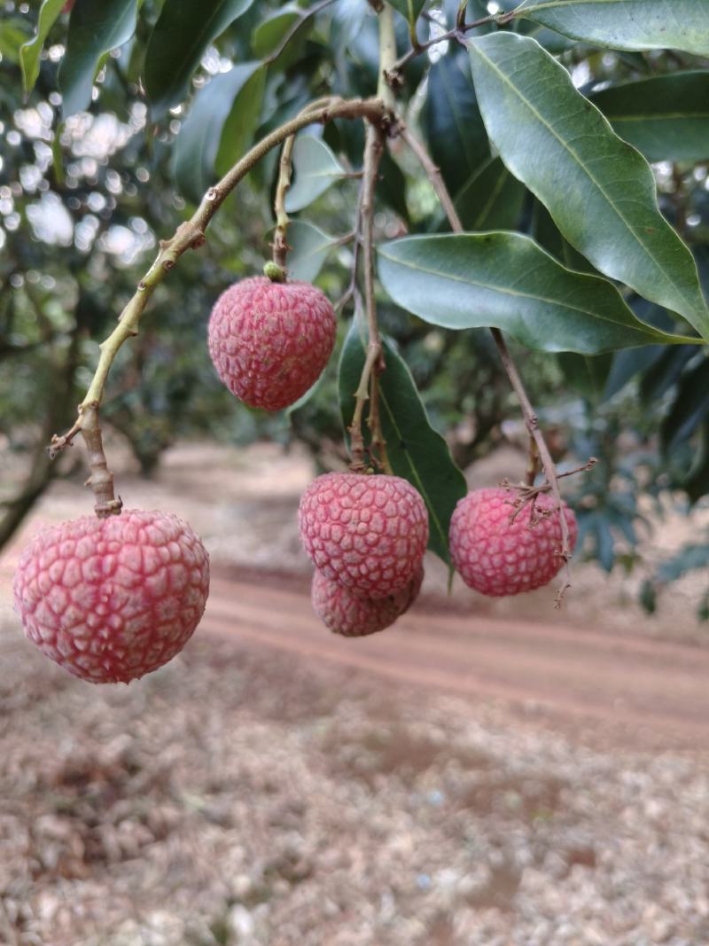 白糖罂荔枝广东省茂名市电白区可产地一手货源现大量上市中