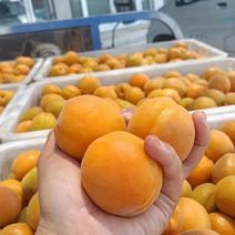 山东金太阳杏，费县万亩产地，新鲜现摘，口感脆甜，可货