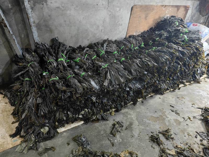 新货无沙散装福建霞浦海带头去尾厂家直销原产地发货可代发