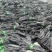 新货无沙散装福建霞浦海带头去尾厂家直销原产地发货可代发