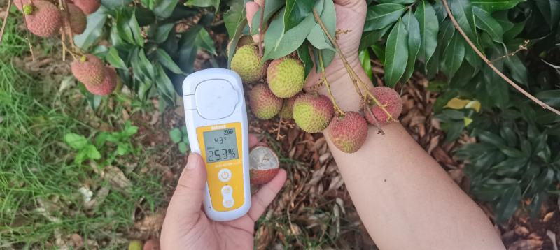 妃子笑荔枝