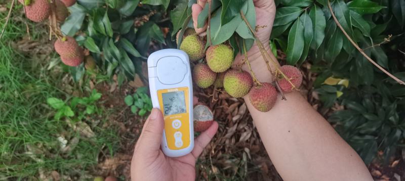 妃子笑荔枝