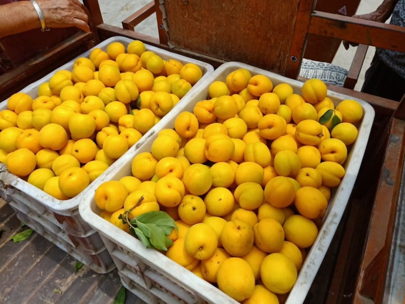 金太阳杏