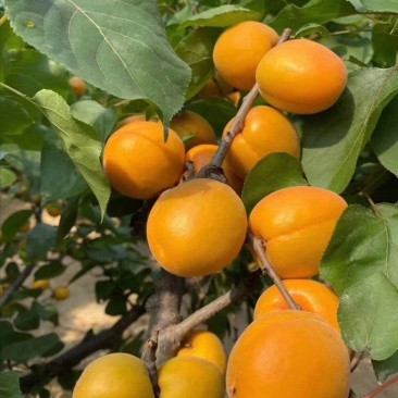 金太阳杏