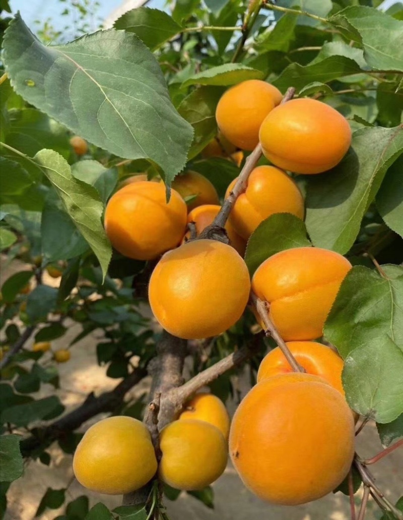 金太阳杏